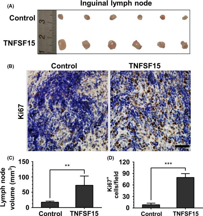 https://cdn.ncbi.nlm.nih.gov/pmc/blobs/366f/6113425/acfc21679a99/CAS-109-2469-g003.jpg
