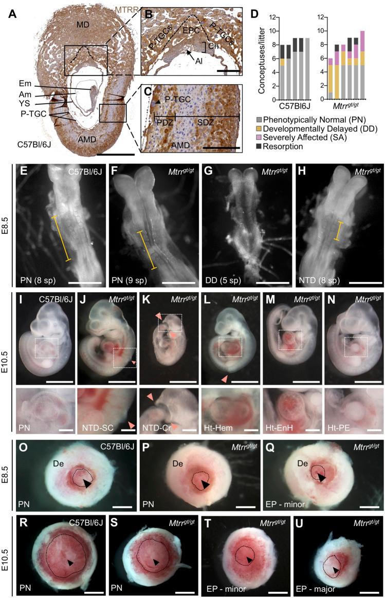https://cdn.ncbi.nlm.nih.gov/pmc/blobs/366f/8703036/14df3914aed4/fcell-09-723978-g001.jpg