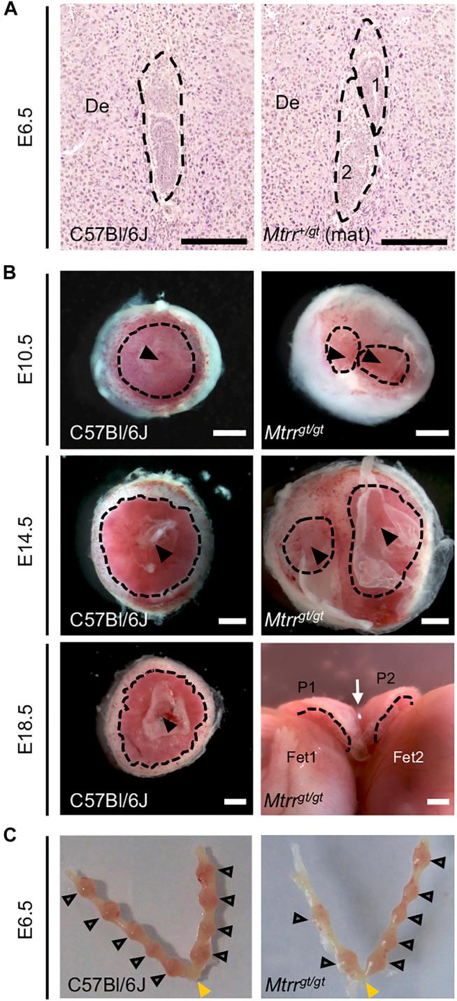 https://cdn.ncbi.nlm.nih.gov/pmc/blobs/366f/8703036/80c8f576b029/fcell-09-723978-g002.jpg