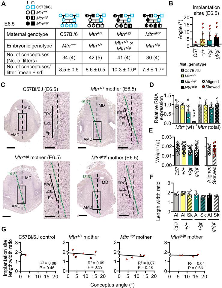 https://cdn.ncbi.nlm.nih.gov/pmc/blobs/366f/8703036/d22889a4496b/fcell-09-723978-g006.jpg
