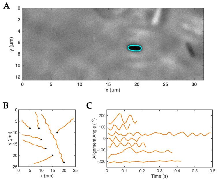 https://cdn.ncbi.nlm.nih.gov/pmc/blobs/3671/10058440/82f44e6acc62/microorganisms-11-00634-g004.jpg