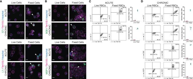 https://cdn.ncbi.nlm.nih.gov/pmc/blobs/3671/9245118/93c426c090e4/fcimb-12-877253-g005.jpg