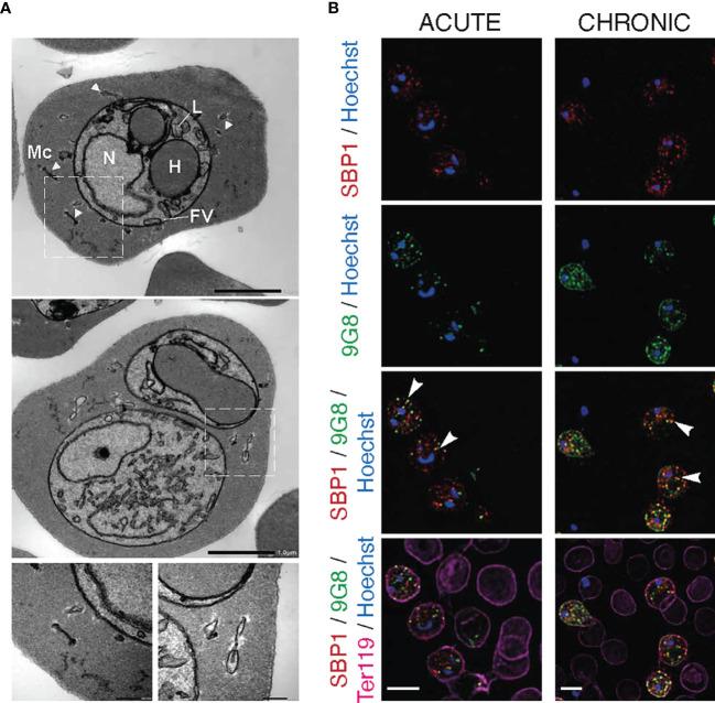 https://cdn.ncbi.nlm.nih.gov/pmc/blobs/3671/9245118/9dbe9468cd0e/fcimb-12-877253-g004.jpg