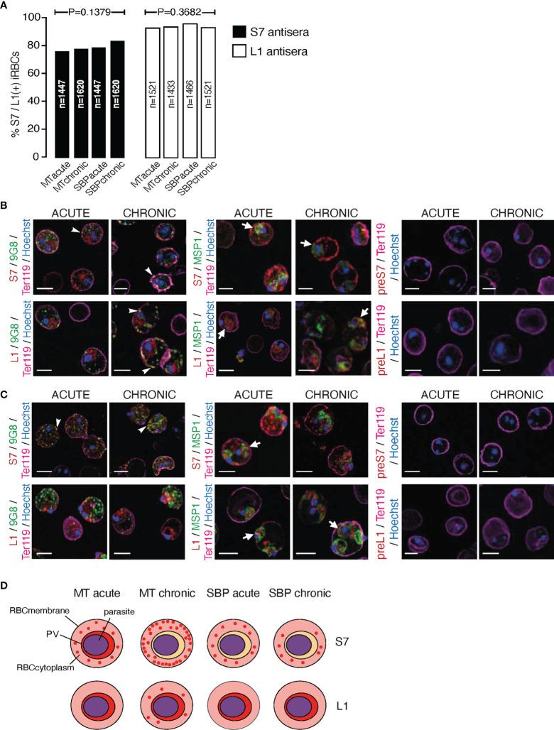https://cdn.ncbi.nlm.nih.gov/pmc/blobs/3671/9245118/ba62c3d7f2ec/fcimb-12-877253-g002.jpg