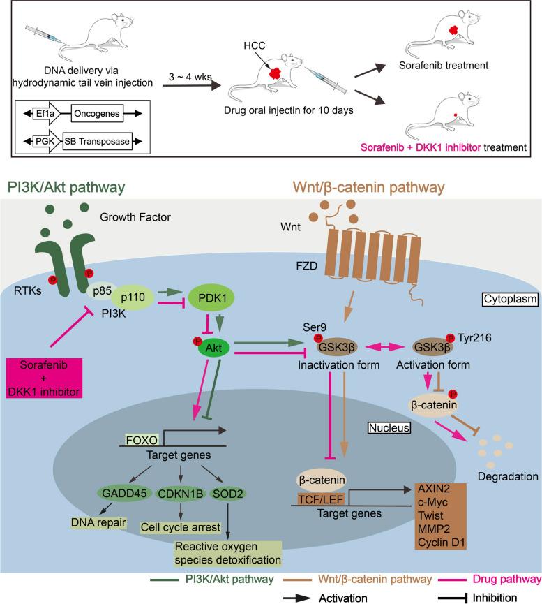 https://cdn.ncbi.nlm.nih.gov/pmc/blobs/3672/10680194/ecdc44e1d118/12964_2023_1355_Fig7_HTML.jpg