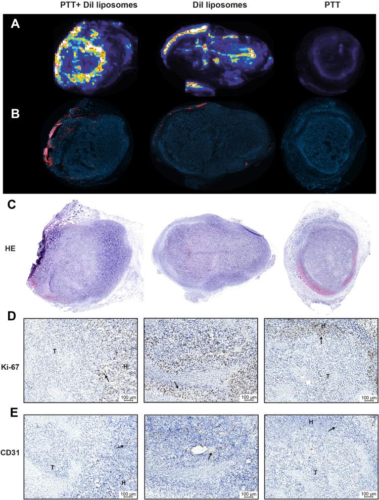 https://cdn.ncbi.nlm.nih.gov/pmc/blobs/3679/9942687/20766b5b2b9f/IJN-18-829-g0003.jpg