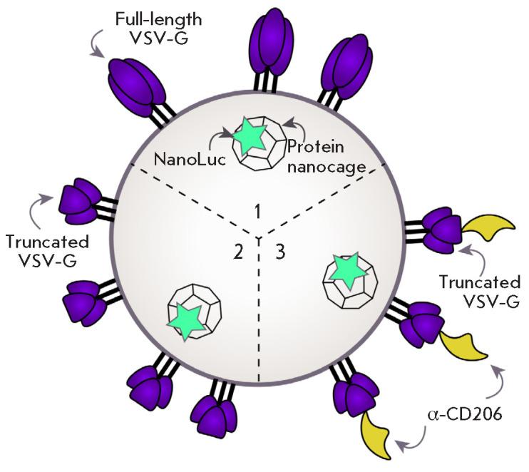 https://cdn.ncbi.nlm.nih.gov/pmc/blobs/367c/8526189/049d5cb1f0a9/AN20758251-13-03-114-g003.jpg