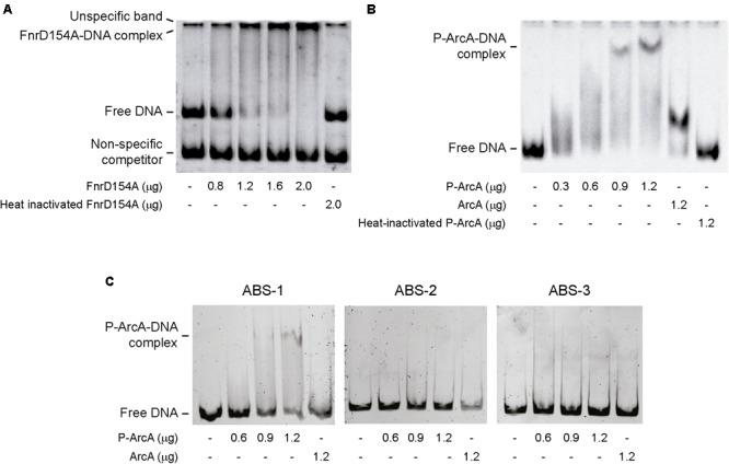 https://cdn.ncbi.nlm.nih.gov/pmc/blobs/3686/6002686/e752fec9332b/fmicb-09-01220-g005.jpg