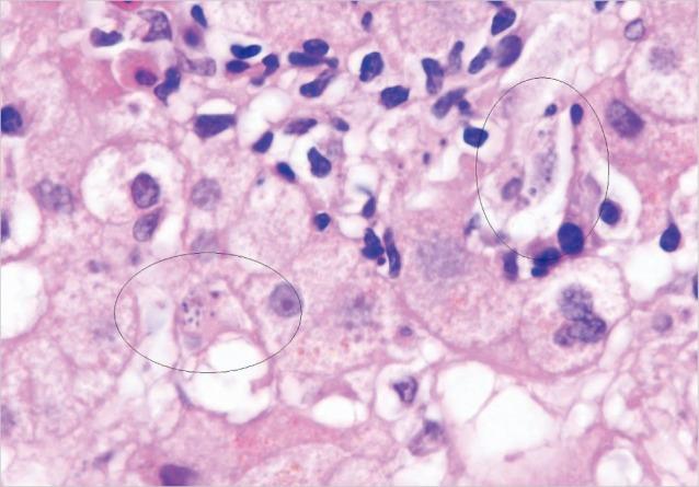 https://cdn.ncbi.nlm.nih.gov/pmc/blobs/3689/3375451/4881731b6520/kjp-50-133-g003.jpg