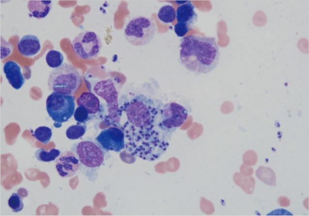 https://cdn.ncbi.nlm.nih.gov/pmc/blobs/3689/3375451/5e0b09e93980/kjp-50-133-g002.jpg