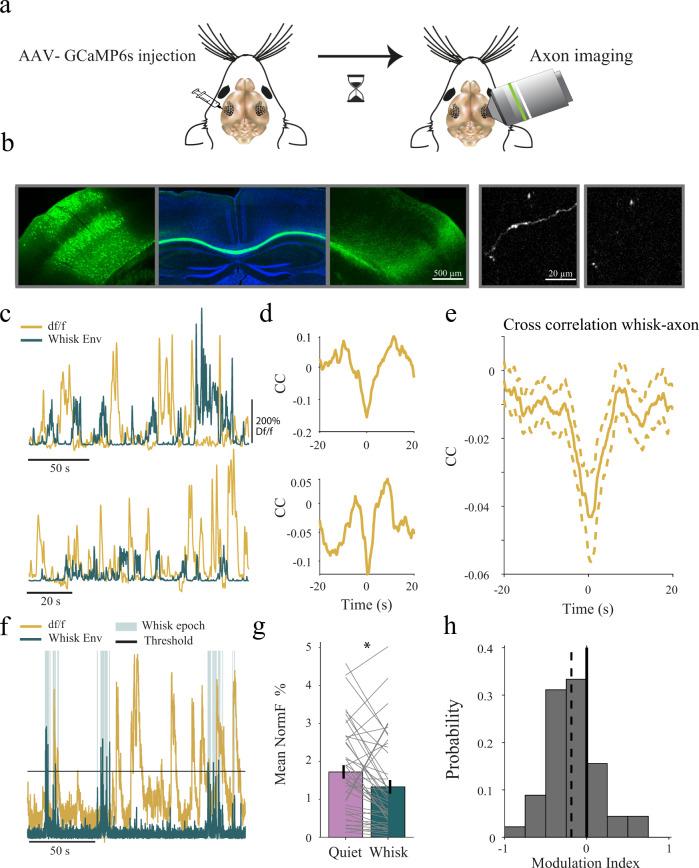 https://cdn.ncbi.nlm.nih.gov/pmc/blobs/368c/8253780/a300ae427611/41467_2021_24310_Fig5_HTML.jpg