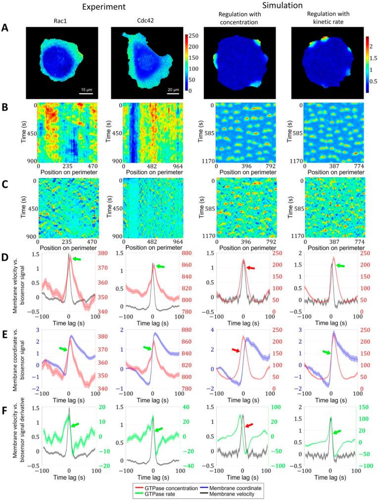 https://cdn.ncbi.nlm.nih.gov/pmc/blobs/368d/10297213/40f0029fddf1/cells-12-01638-g005.jpg