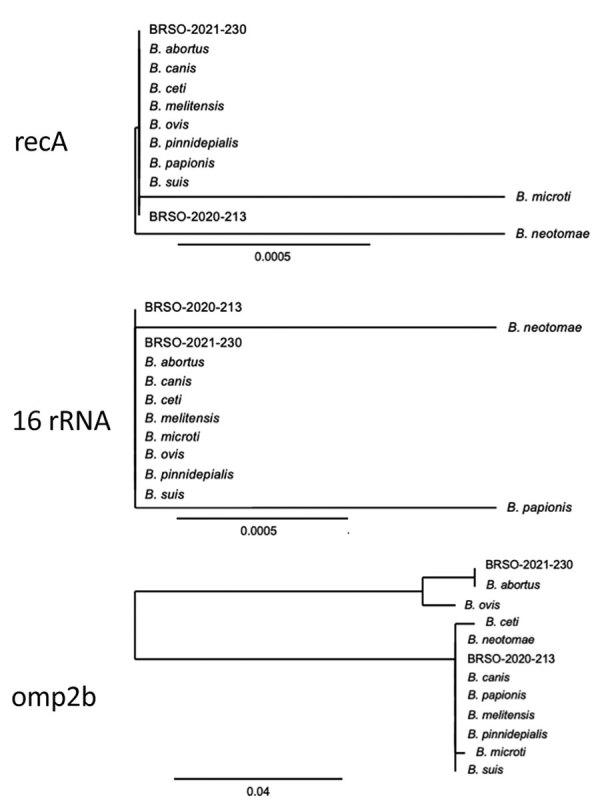 https://cdn.ncbi.nlm.nih.gov/pmc/blobs/368d/9881788/d19fffd59a8f/22-0725-F4.jpg