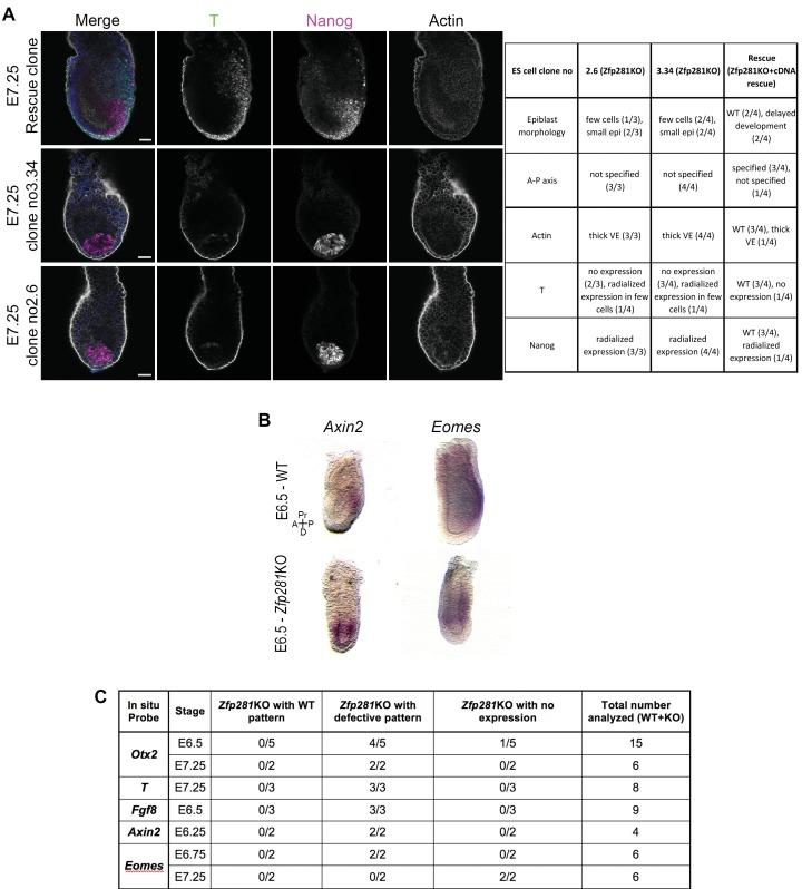 https://cdn.ncbi.nlm.nih.gov/pmc/blobs/368e/5708896/115ff601ba94/elife-33333-fig3-figsupp3.jpg