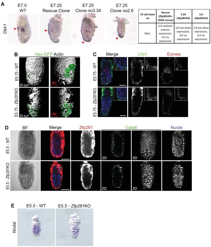 https://cdn.ncbi.nlm.nih.gov/pmc/blobs/368e/5708896/6113297e098e/elife-33333-fig4-figsupp2.jpg