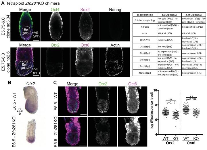 https://cdn.ncbi.nlm.nih.gov/pmc/blobs/368e/5708896/7760c2cd52ad/elife-33333-fig3-figsupp2.jpg