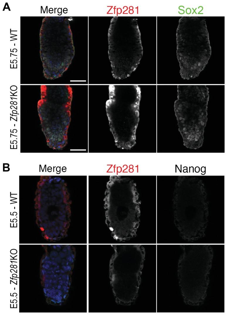 https://cdn.ncbi.nlm.nih.gov/pmc/blobs/368e/5708896/7f6513c07525/elife-33333-fig3-figsupp1.jpg