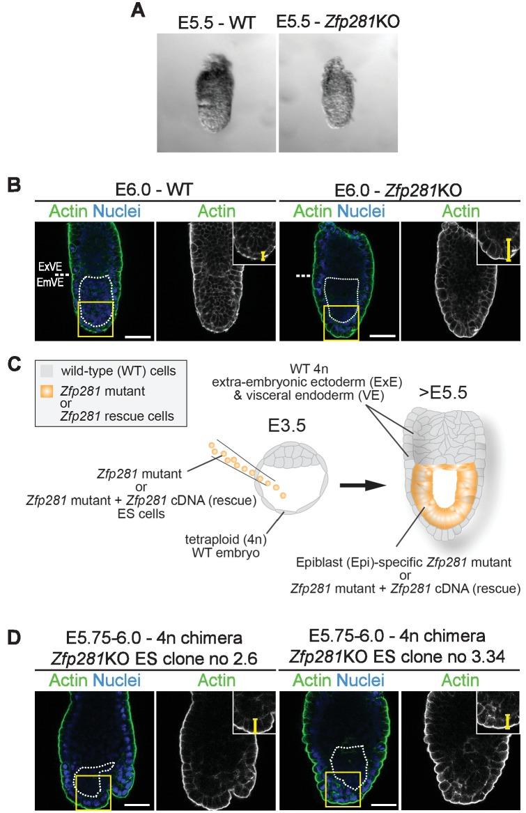 https://cdn.ncbi.nlm.nih.gov/pmc/blobs/368e/5708896/89b24092c32d/elife-33333-fig1-figsupp3.jpg
