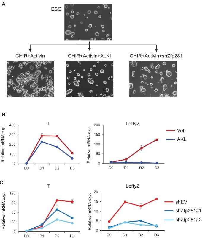 https://cdn.ncbi.nlm.nih.gov/pmc/blobs/368e/5708896/8ecfa096a260/elife-33333-fig7-figsupp2.jpg