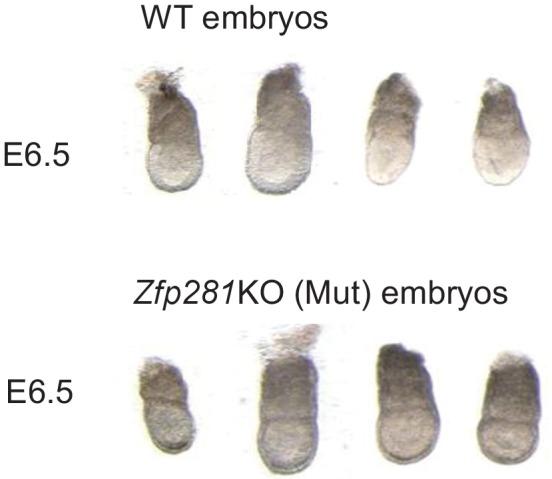https://cdn.ncbi.nlm.nih.gov/pmc/blobs/368e/5708896/f222d1c91eed/elife-33333-fig2-figsupp1.jpg