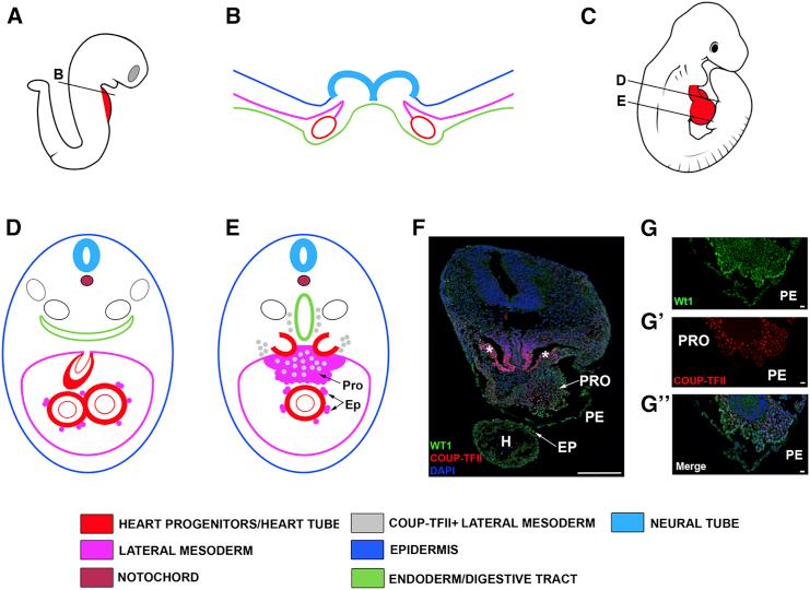 https://cdn.ncbi.nlm.nih.gov/pmc/blobs/3691/5785703/12781920e3d7/gr4.jpg