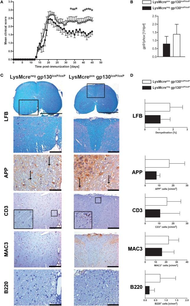 https://cdn.ncbi.nlm.nih.gov/pmc/blobs/3691/5940746/9d4fb8df3d58/fimmu-09-00836-g003.jpg
