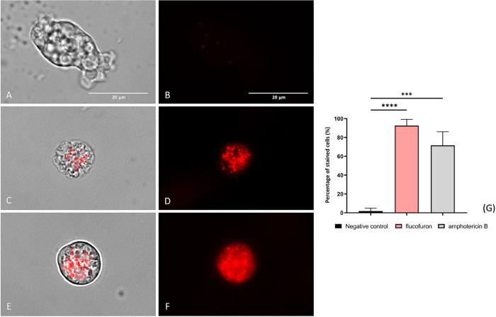 https://cdn.ncbi.nlm.nih.gov/pmc/blobs/3697/11184546/4388194ee227/id4c00062_0008.jpg