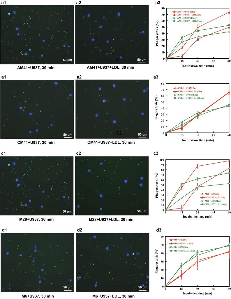 https://cdn.ncbi.nlm.nih.gov/pmc/blobs/3697/4792331/68949042d34b/430_2015_436_Fig1_HTML.jpg