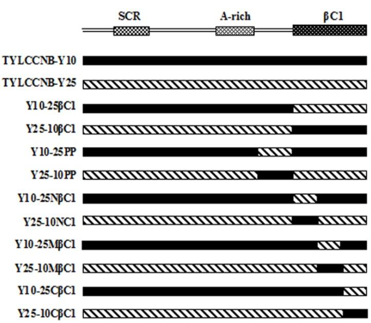 https://cdn.ncbi.nlm.nih.gov/pmc/blobs/3698/4584297/3789c5a44ce6/viruses-07-02853-g008.jpg