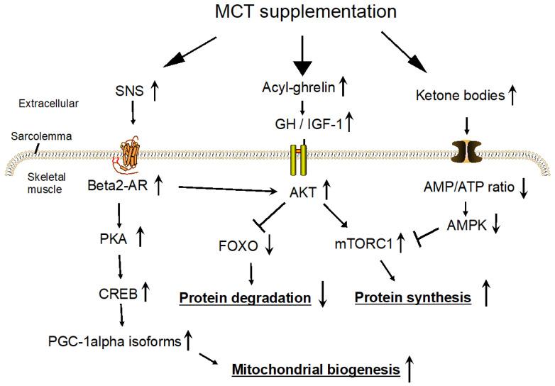 https://cdn.ncbi.nlm.nih.gov/pmc/blobs/369b/11357358/5cbec11868e8/nutrients-16-02606-g001.jpg