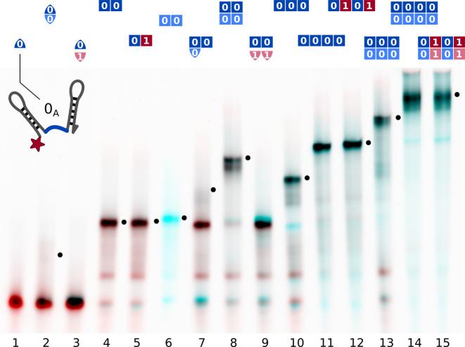 https://cdn.ncbi.nlm.nih.gov/pmc/blobs/369c/7924937/de95faa3937d/elife-63431-fig2.jpg