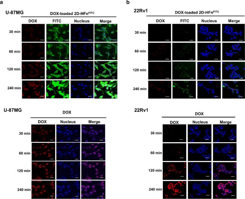 https://cdn.ncbi.nlm.nih.gov/pmc/blobs/369c/8201891/570989ae1c8d/12951_2021_925_Fig4_HTML.jpg
