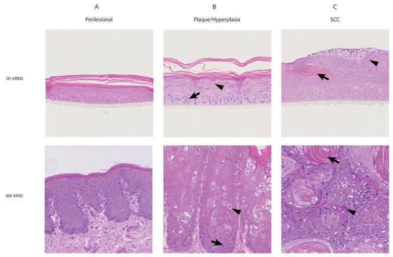 https://cdn.ncbi.nlm.nih.gov/pmc/blobs/369c/8310375/50fe68a277cf/viruses-13-01404-g001.jpg
