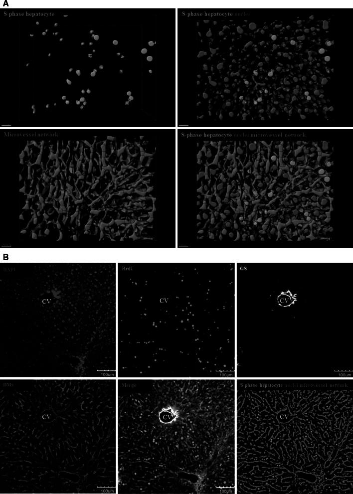 https://cdn.ncbi.nlm.nih.gov/pmc/blobs/369d/3996365/78fe6e7a2020/204_2014_1243_Fig4_HTML.jpg