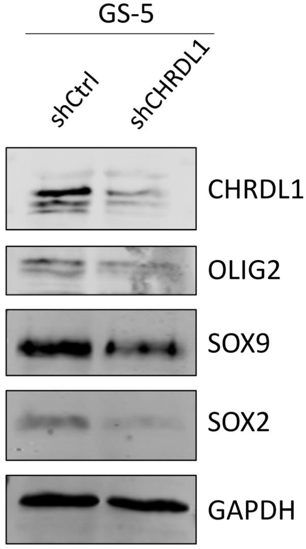 https://cdn.ncbi.nlm.nih.gov/pmc/blobs/369d/9741078/73981c0bebdd/cells-11-03917-g005.jpg