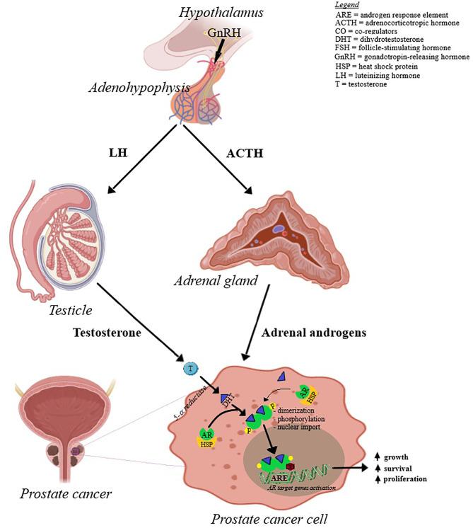 https://cdn.ncbi.nlm.nih.gov/pmc/blobs/369f/7859451/79a67d661b83/fendo-11-612396-g002.jpg