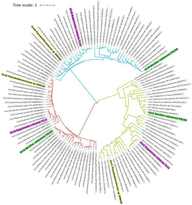 https://cdn.ncbi.nlm.nih.gov/pmc/blobs/36a2/12192789/eb4451c12148/ijms-26-05842-g002.jpg