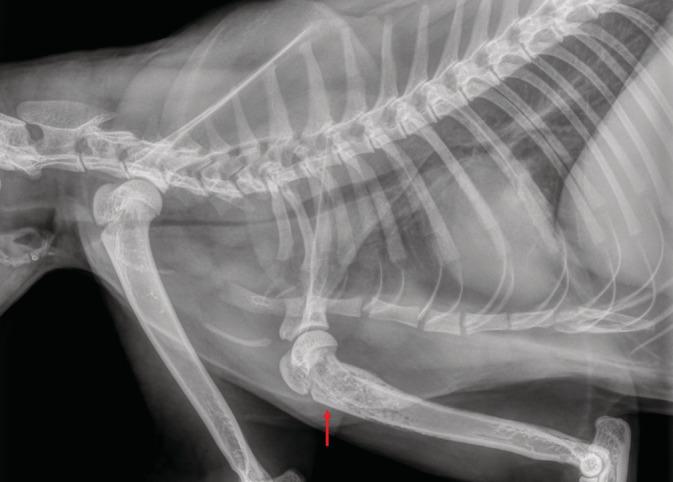 https://cdn.ncbi.nlm.nih.gov/pmc/blobs/36a3/7694847/5f6e356d3bee/JVIM-34-2687-g002.jpg