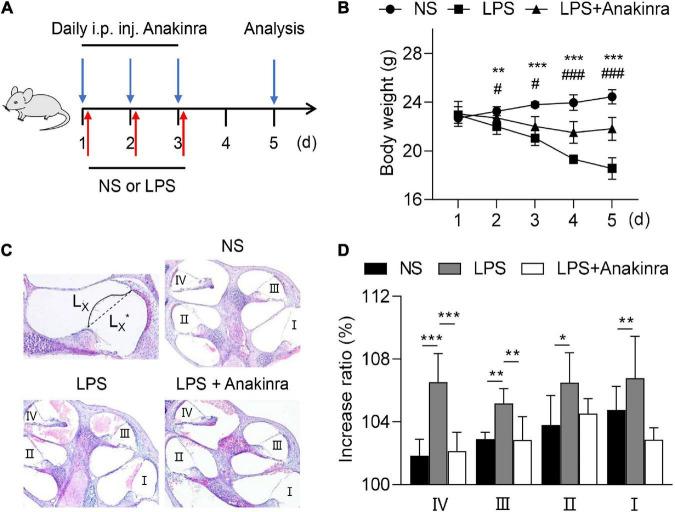 https://cdn.ncbi.nlm.nih.gov/pmc/blobs/36a3/9798291/483ffaec5106/fncel-16-1088099-g001.jpg