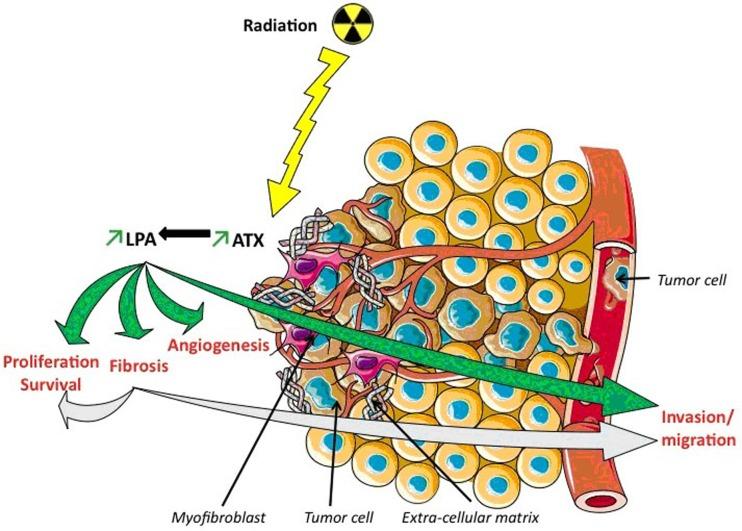 https://cdn.ncbi.nlm.nih.gov/pmc/blobs/36a4/5522168/1bbfe84f9a77/oncotarget-08-43543-g002.jpg
