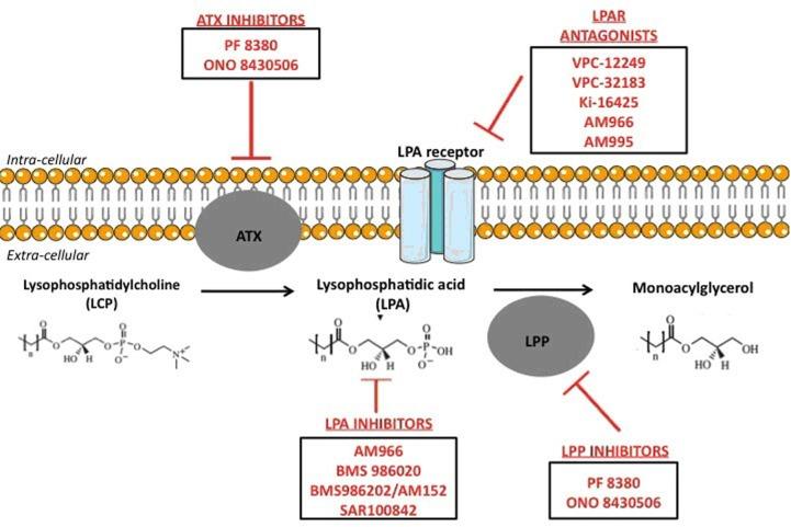 https://cdn.ncbi.nlm.nih.gov/pmc/blobs/36a4/5522168/9fc7936f78f8/oncotarget-08-43543-g001.jpg
