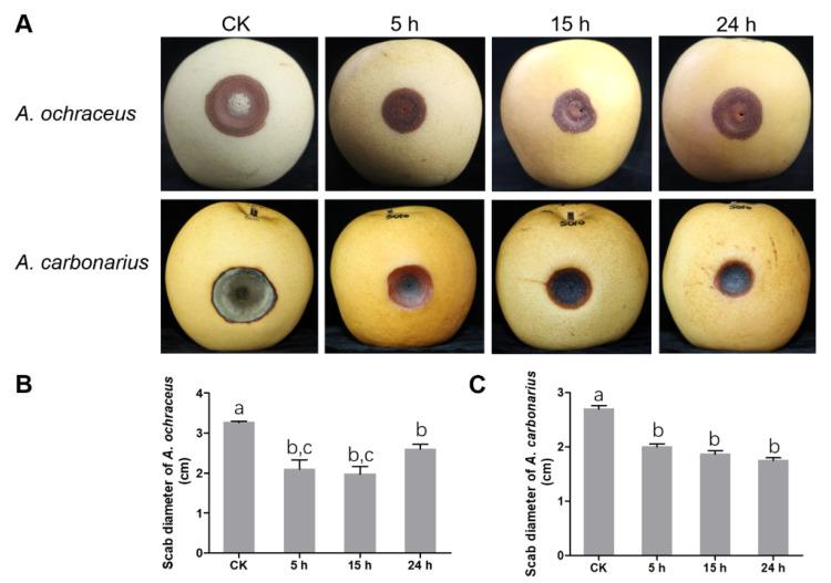 https://cdn.ncbi.nlm.nih.gov/pmc/blobs/36a8/8065527/740182a41140/toxins-13-00251-g005.jpg