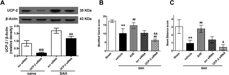 https://cdn.ncbi.nlm.nih.gov/pmc/blobs/36a9/6174866/7a0333c2faa6/gr7.jpg