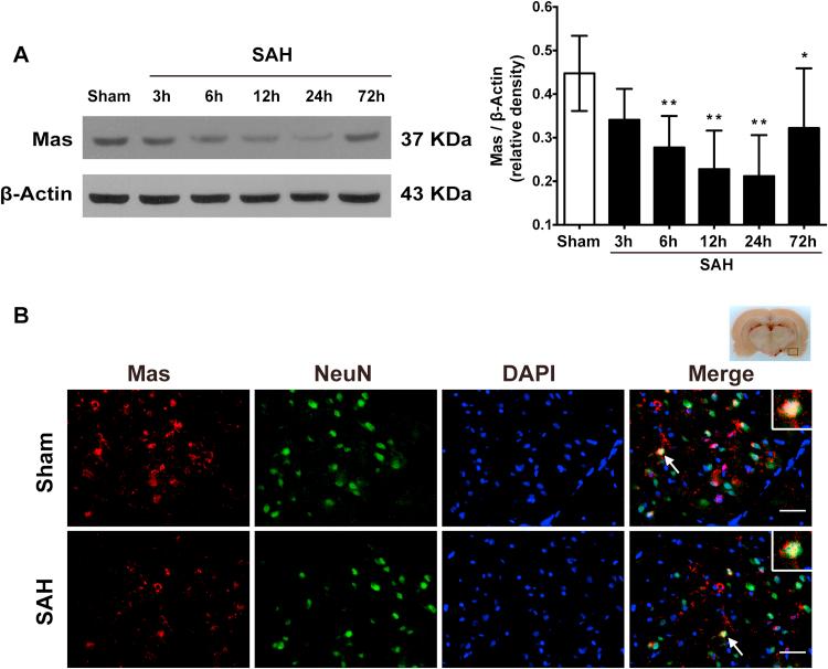 https://cdn.ncbi.nlm.nih.gov/pmc/blobs/36a9/6174866/84f9cd921231/gr2.jpg