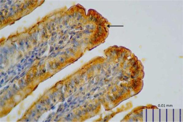 https://cdn.ncbi.nlm.nih.gov/pmc/blobs/36a9/6635314/042094a3d6a2/IJM-11-145-g001.jpg