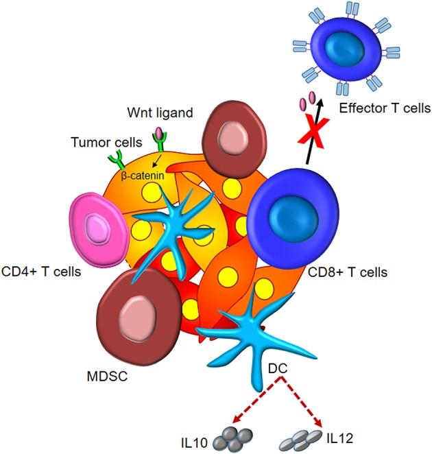 https://cdn.ncbi.nlm.nih.gov/pmc/blobs/36af/6927425/30dcf0f2b06f/fimmu-10-02872-g0003.jpg