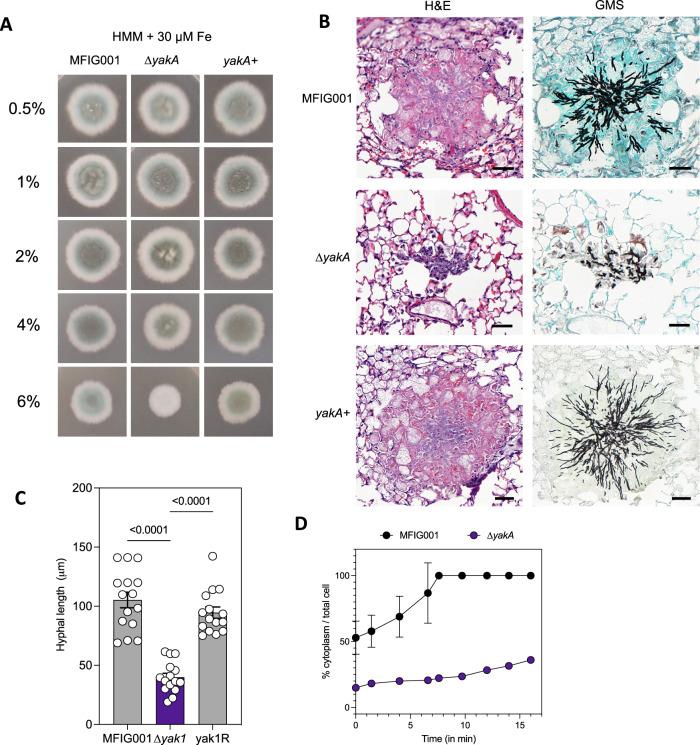 https://cdn.ncbi.nlm.nih.gov/pmc/blobs/36b0/11166925/0a004a7d9c1a/41467_2024_48592_Fig3_HTML.jpg
