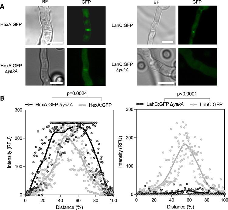 https://cdn.ncbi.nlm.nih.gov/pmc/blobs/36b0/11166925/30b9cde10604/41467_2024_48592_Fig6_HTML.jpg