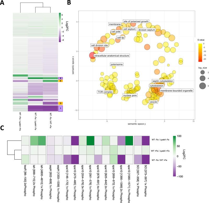 https://cdn.ncbi.nlm.nih.gov/pmc/blobs/36b0/11166925/8e900ab19abd/41467_2024_48592_Fig4_HTML.jpg