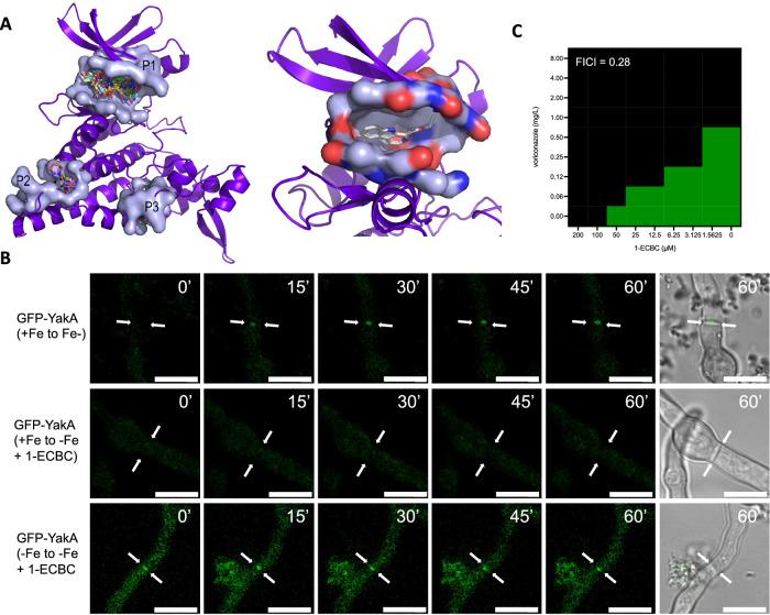 https://cdn.ncbi.nlm.nih.gov/pmc/blobs/36b0/11166925/e8eda12b4efe/41467_2024_48592_Fig7_HTML.jpg